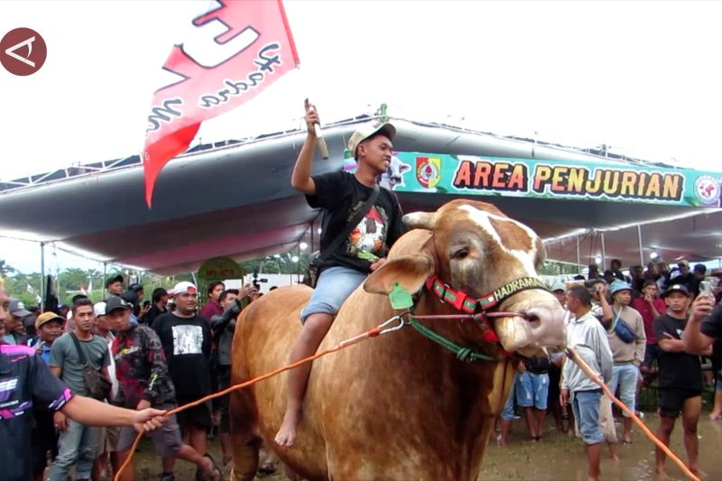 festival-sapi-jember-dorong-minat-anak-muda-dalam-dunia-peternakan