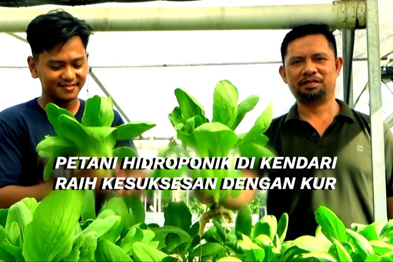 petani-hidroponik-di-kendari-raih-kesuksesan-dengan-kur