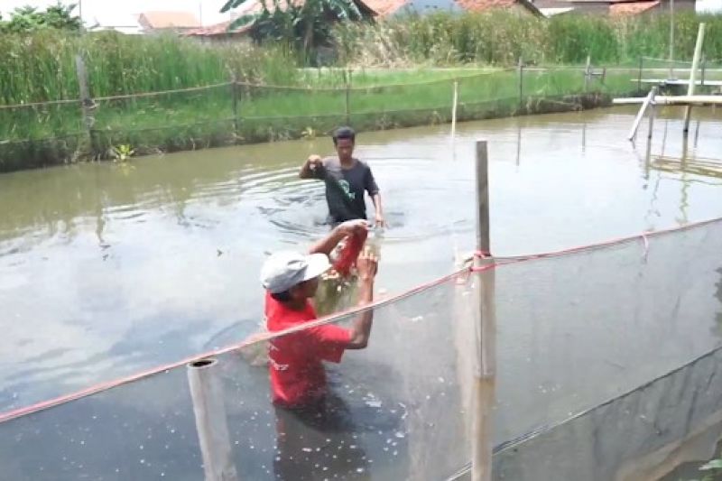 penuhi-mbg-pemerintah-lanjutkanbangun-20-ribu-hektare-tambak-ikan