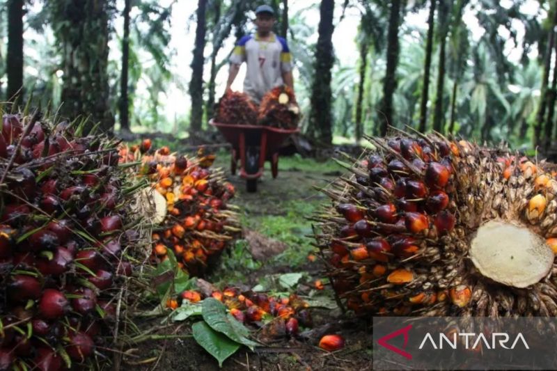 harga-tbs-sumbar-periode-iii-15-21-desember-2025-rp3549-per-kilogram