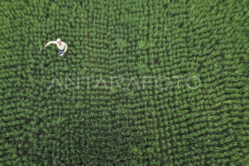 jejak-efisiensi-pupuk-di-lumbung-jagung