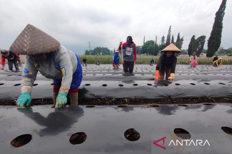 petani-jabar-genjot-produksi-kentang-industri-adopsi-metode-thailand