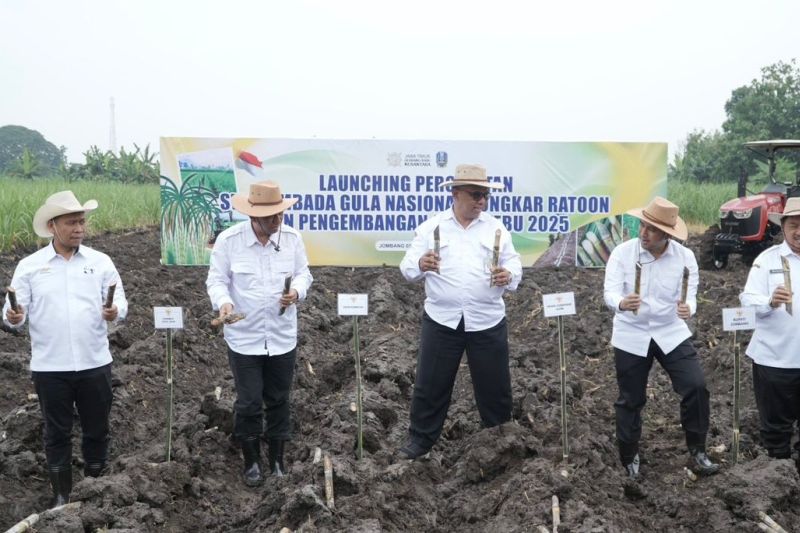 sgn-percepat-swasembada-gula-lewat-bongkar-ratoon-di-jombang