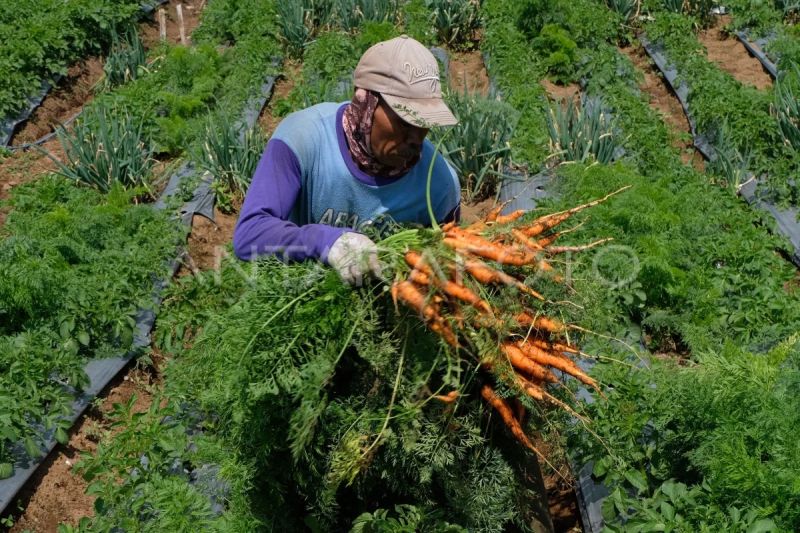kementan-perkuat-pertanian-dataran-tinggi-lewat-program-upland