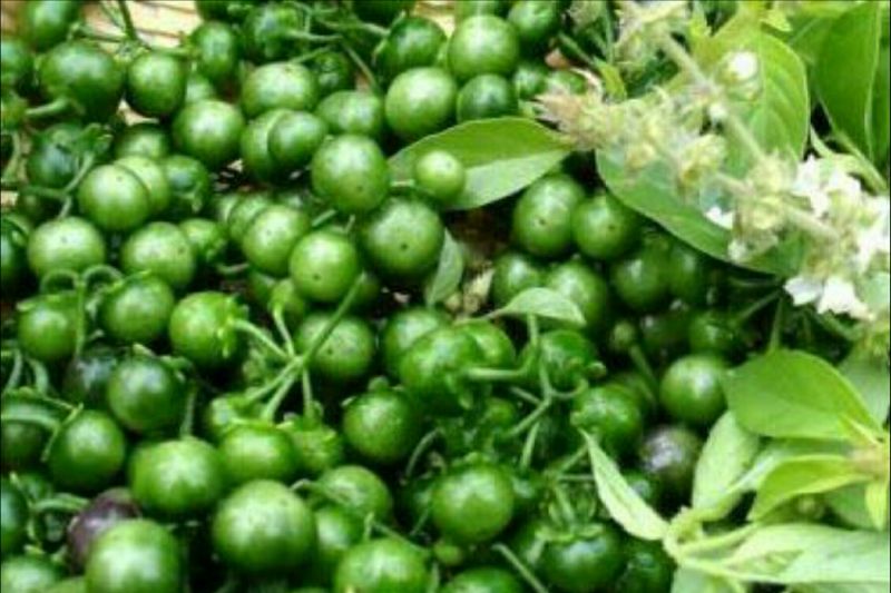 manfaat-tersembunyi-leunca-untuk-kesehatan-perempuan