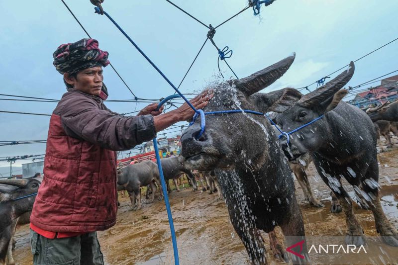 menengok-aktivitas-pasar-kerbau-untuk-hewan-persembahan-di-toraja-utara