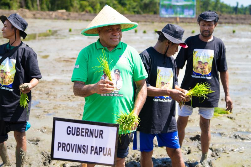 gubernur-provinsi-papua-berpeluang-capai-swasembada-beras