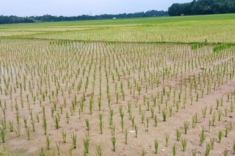 pemkab-lebak-minta-pelaku-industri-perumahan-tidak-manfaatkan-lp2b