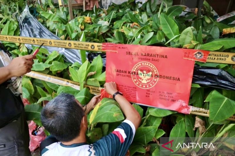 karantina-kalsel-segel-ribuan-bibit-pisang-ilegal-dari-jatim
