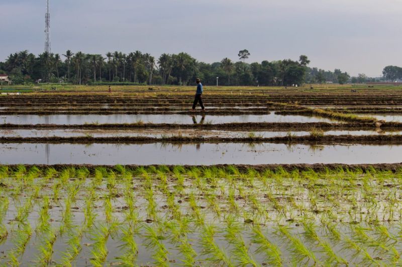 dari-kios-pupuk-sampai-sawah-senyum-petani-lampung-berkat-het-baru