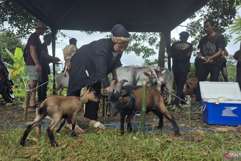 riuh-arena-domba-dan-asa-dari-peternakan-rakyat