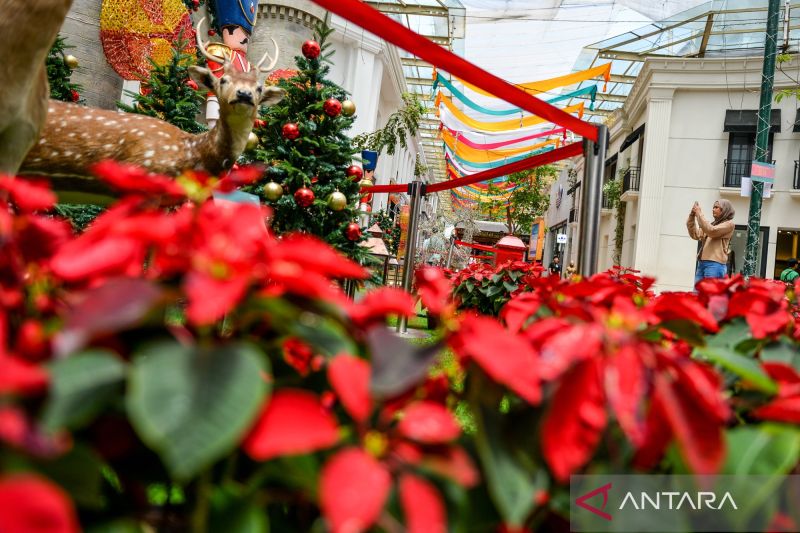 10-tanaman-hias-yang-cantik-untuk-dekorasi-natal-2025-di-rumah