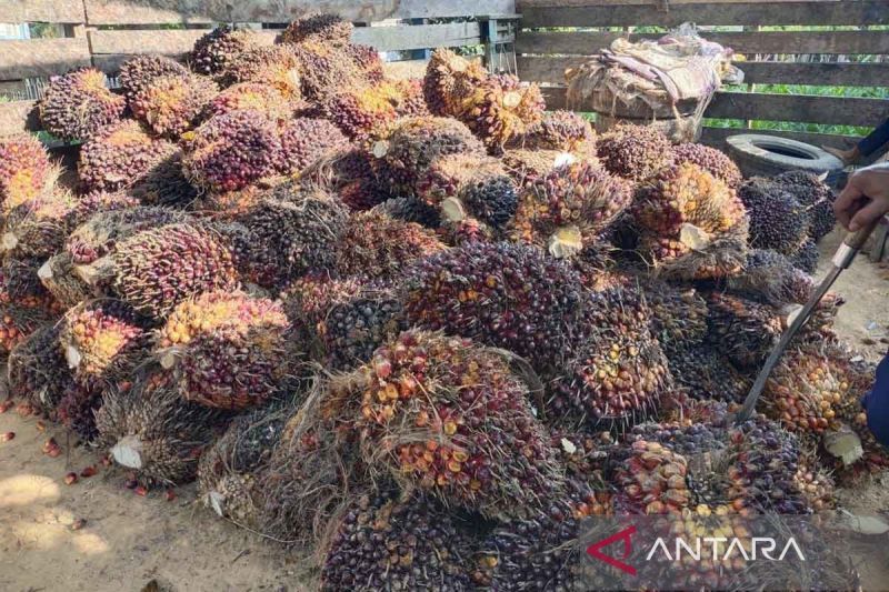 ribuan-hektare-lahan-peremajaan-sawit-aceh-timur-rusak-akibat-banjir