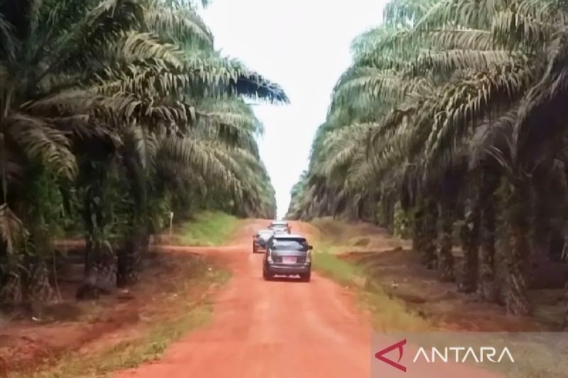 popsi-dorong-penertiban-sawit-yang-adil-dan-penguatan-kepastian-hukum