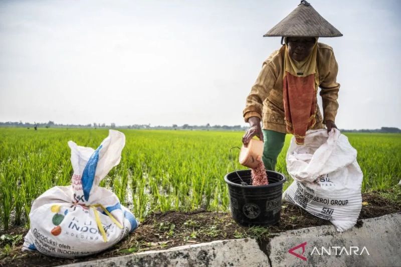 ratusan-transaksi-tebus-pupuk-subsidi-terjadi-pada-1-januari-dini-hari