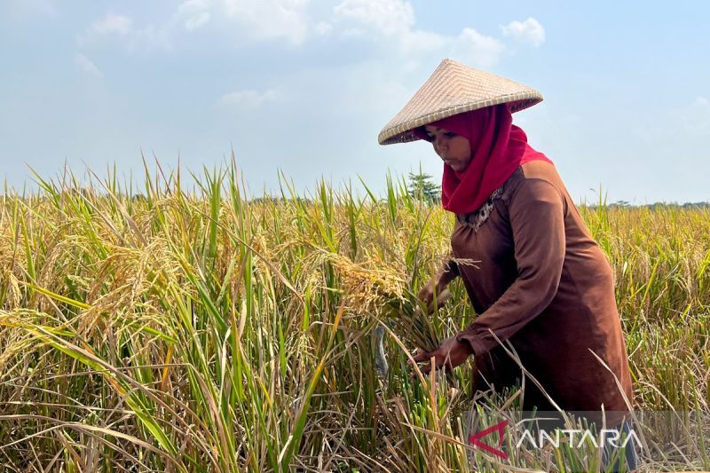 bulog-gandeng-ppl-hingga-babinsa-kawal-panen-padi-berkualitas
