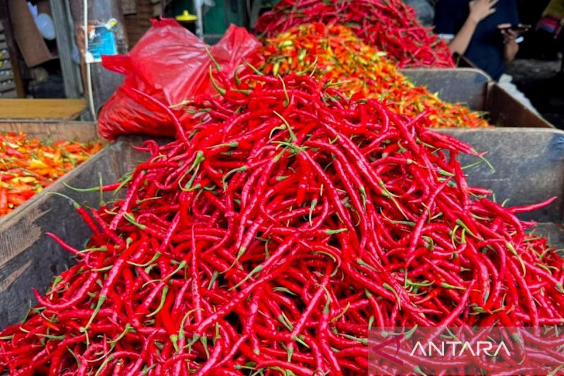pihps-harga-cabai-rawit-merah-rp50300kg-telur-ayam-rp32350kg