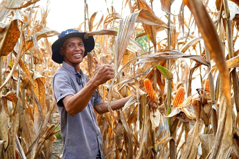 bapanas-tegaskan-stok-jagung-indonesia-aman-tanpa-harus-impor