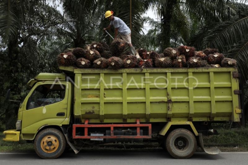popsi-tekankan-akurasi-data-dalam-penanganan-sawit-di-kawasan-hutan