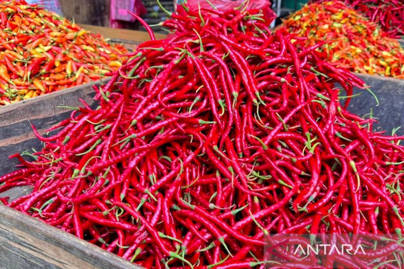 pihps-harga-cabai-rawit-merah-rp53900kg-telur-ayam-rp32750kg