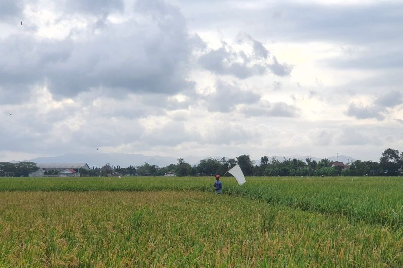 tanah-masam-hambatan-tersembunyi-produktivitas-dan-pendapatan-petani