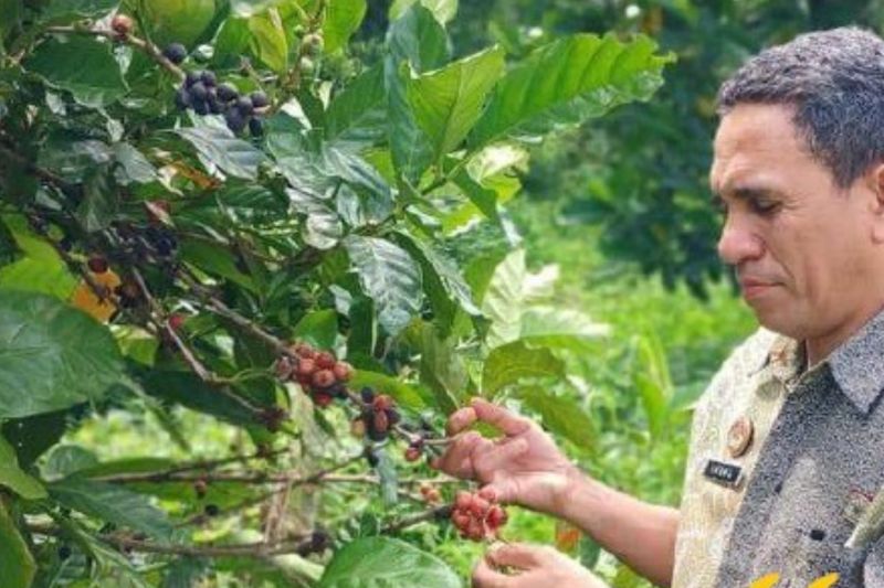 kemenkum-lirik-kopi-liberika-bacan-jadi-potensi-indikasi-geografis