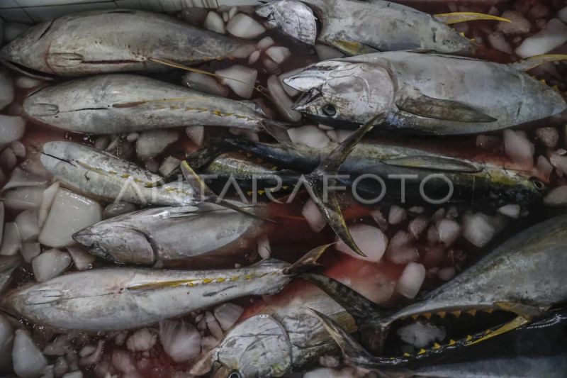 kkp-pastikan-ekspor-ikan-ri-tembus-pasar-global-lewat-sertifikat-mutu