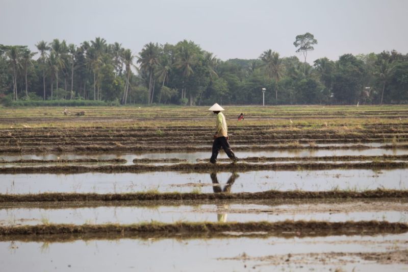 realisasi-penyaluran-kur-di-lampung-mencapai-rp993-triliun