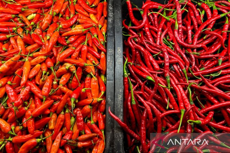 pihps-harga-cabai-rawit-merah-rp57150kg-telur-ayam-rp36000kg