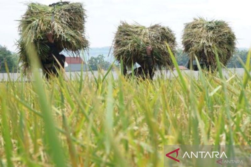 mewaspadai-potensi-jebakan-swasembada-beras
