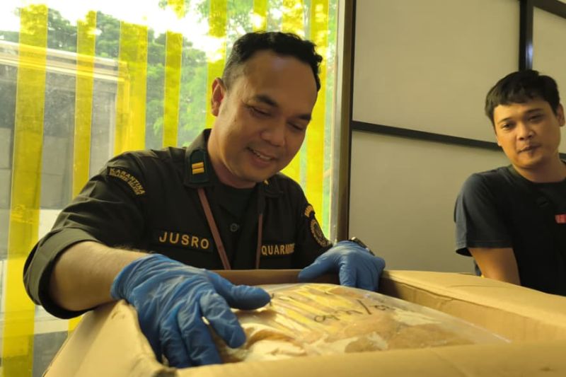 dua-ton-telur-ikan-terbang-asal-sulsel-diekspor-ke-tiongkok