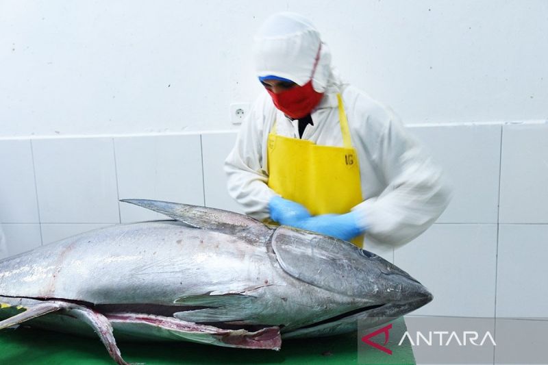 kkp-fasilitasi-upi-peroleh-tarif-nol-persen-ekspor-tuna-ke-jepang