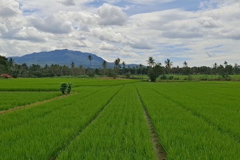 bulog-lampung-serap-202564-ton-panen-petani-selama-2025