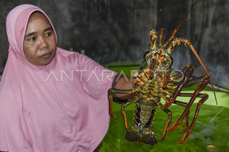lobster-di-keramba-nilai-dipetik-di-seberang