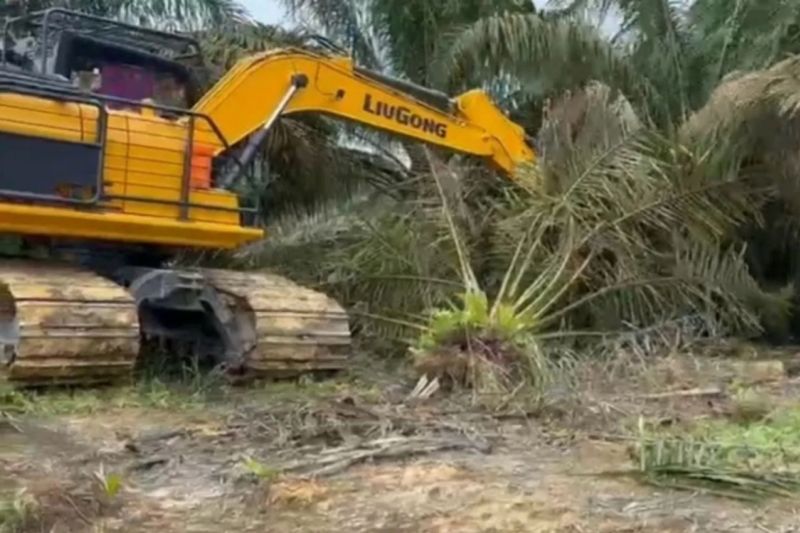 pemprov-riau-beri-waktu-3-bulan-musnakan-sawit-di-area-tn-tesso-nilo