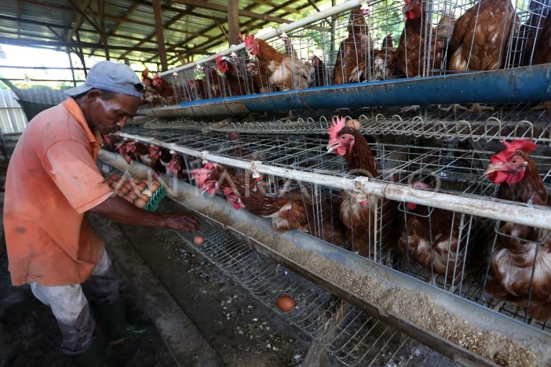 pembangunan-peternakan-ayam-oleh-danantara-dimulai-28-januari