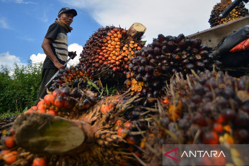 popsi-soroti-potensi-dampak-dari-usulan-pajak-sawit-bagi-petani