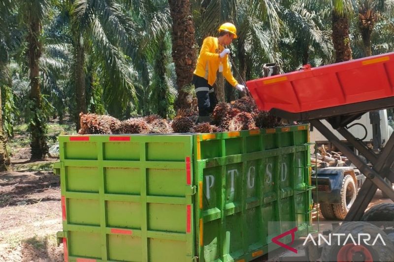 industri-sawit-diharapkan-terus-tumbuh-dorong-perekonomian-nasional