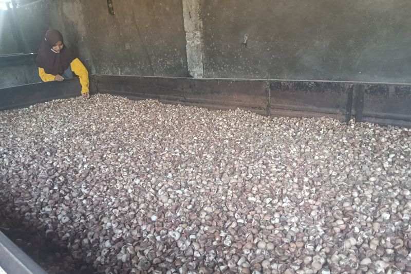 petani-pinang-mulai-bangkit-di-palembayan-agam-usai-dilanda-bencana