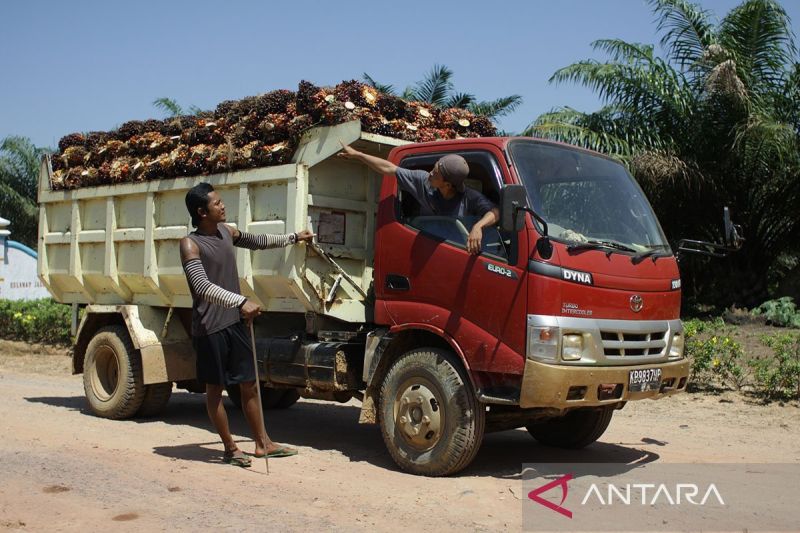 palmco-serap-325-juta-ton-tbs-petani-sawit-sepanjang-2025