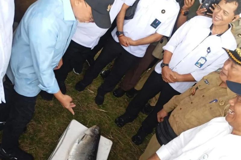 menko-pangan-tinjau-pengelolaan-perikanan-di-kampung-bandeng-di-gresik