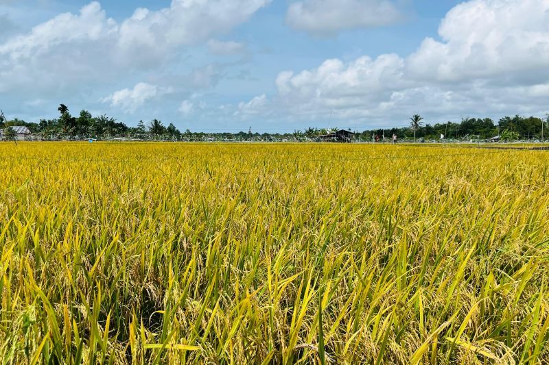 sentra-pertanian-sebagai-fondasi-ketahanan-pangan-berkelanjutan
