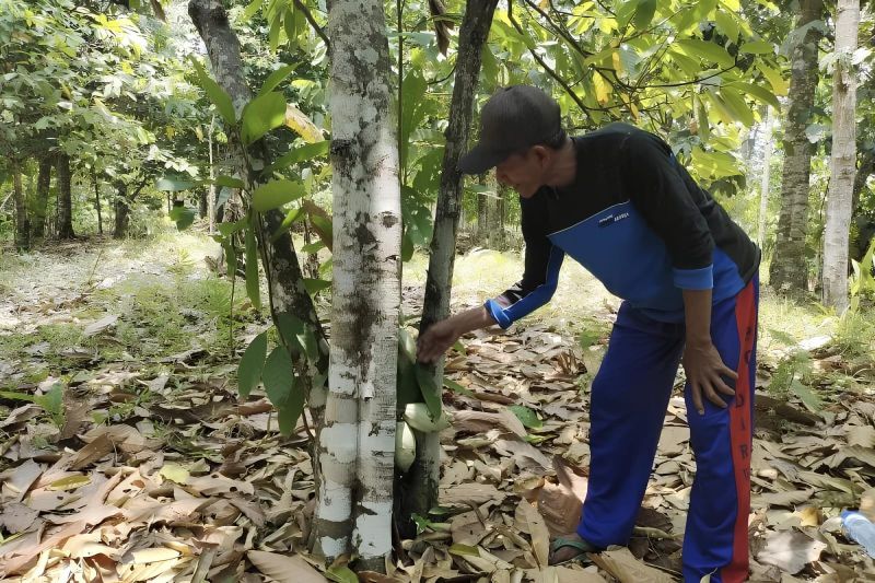 menjadikan-indonesia-negara-maju-berbasis-komoditas-tropis