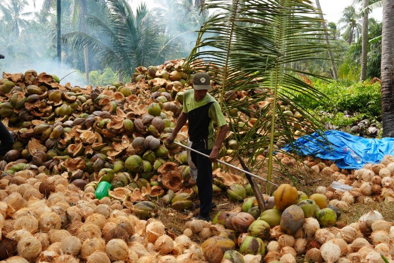 Harga Kelapa Dunia Turun, ICC Sebut Dampak Koreksi Pasar Global