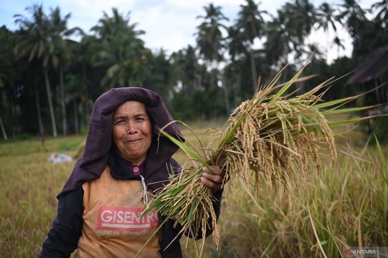 bangkit-sumatera-panen-padi-perdana-pascabencana-di-tapanuli-selatan