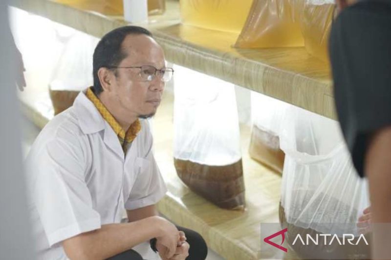 Bangka Tengah jadi pusat pembenihan udang vaname di Babel 