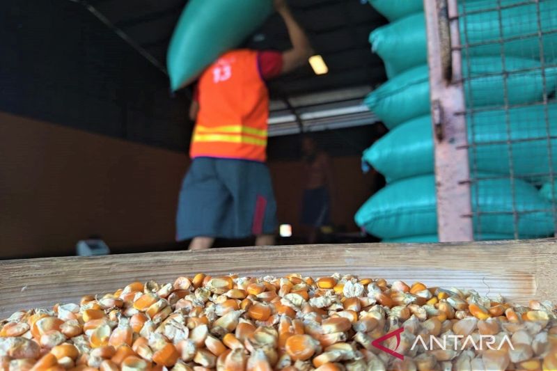 bulog-madiun-siap-serap-jagung-petani-jaga-kestabilan-harga-dan-stok