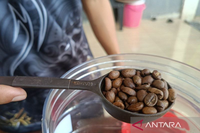 kaltim-miliki-tiga-paten-komoditas-kebun-2026-kejar-kopi-prangat