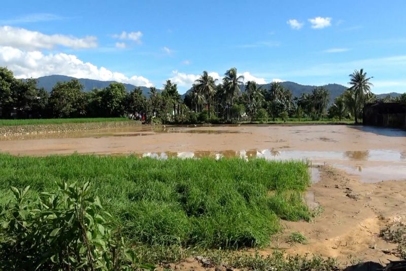 pemkot-padang-identifikasi-sawah-terdampak-banjir-untuk-rehabilitasi