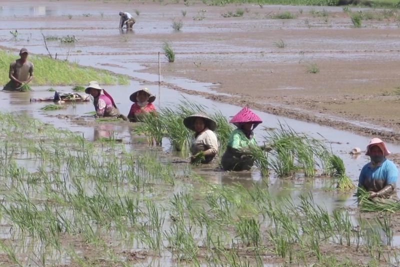 petani-di-aceh-utara-kembali-menanam-padi-pascabencana-banjir